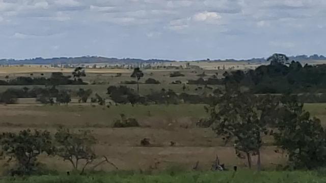 Fazenda, soja e pecuária - Foto 8