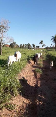 Fazenda
