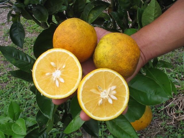 Mudas de Laranjas Várias Especies