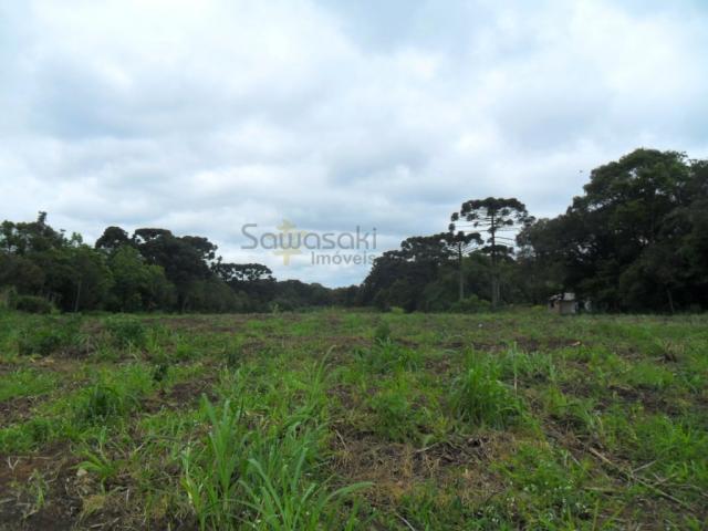 Terreno, Roseira, São José dos Pinhais-PR - Foto 7