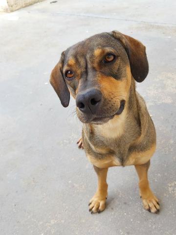 Adoção Responsável!!! - Foto 4