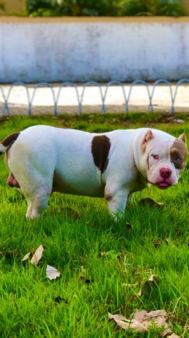 American Bully tri lilac - aberto a cobertura - Foto 2