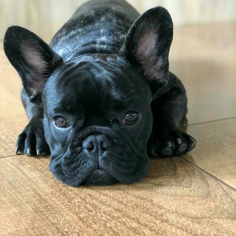 Buldogue Francês reservas - Foto 2