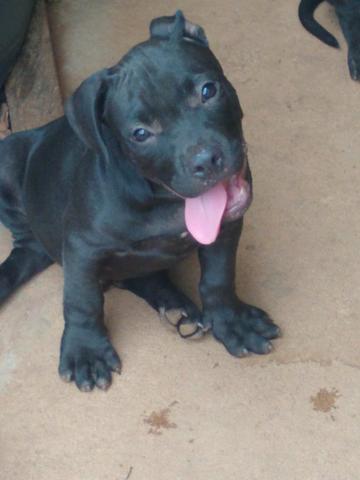 Filhotes de Pitbull - Foto 4