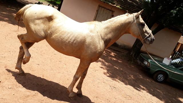 Cavalo de cela - Foto 3