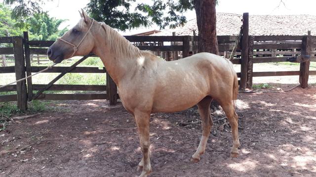 Cavalo de cela - Foto 2