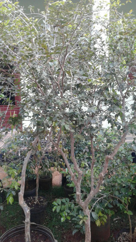 Frutíferas com frutos, pokan, limão,laranja -grama e mudas eucalipto- Montamos Pomar - Foto 4
