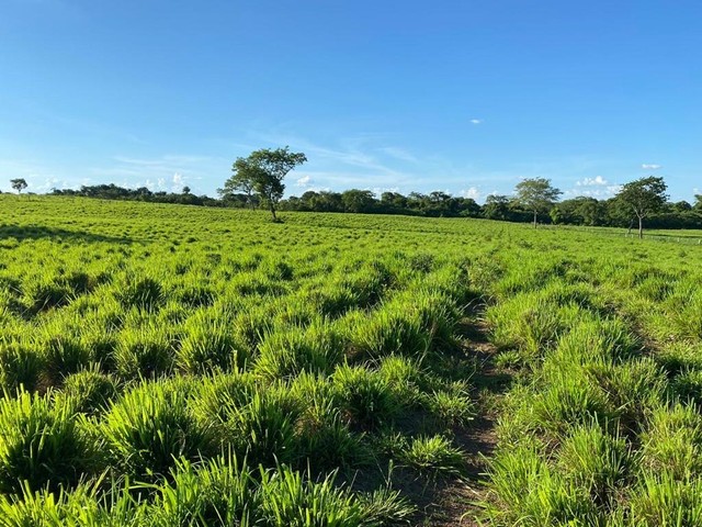 Fazenda 378 Alqueires Tocantins  - Foto 4