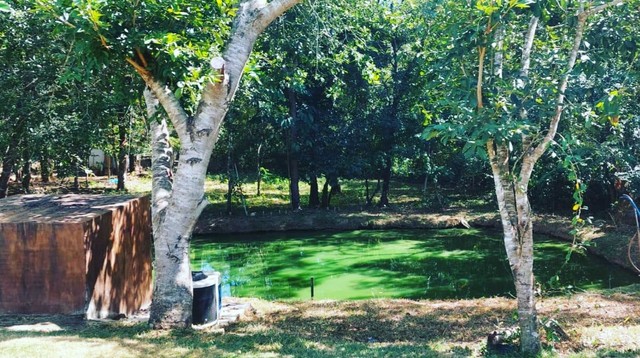 Chacara aluguel - Foto 10