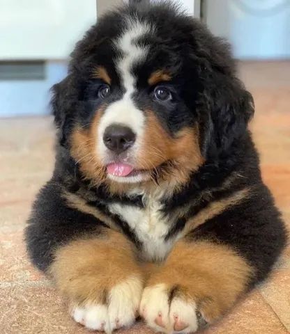 Bernese filhote disponível.