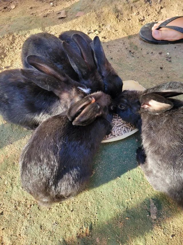 Doação coelhos