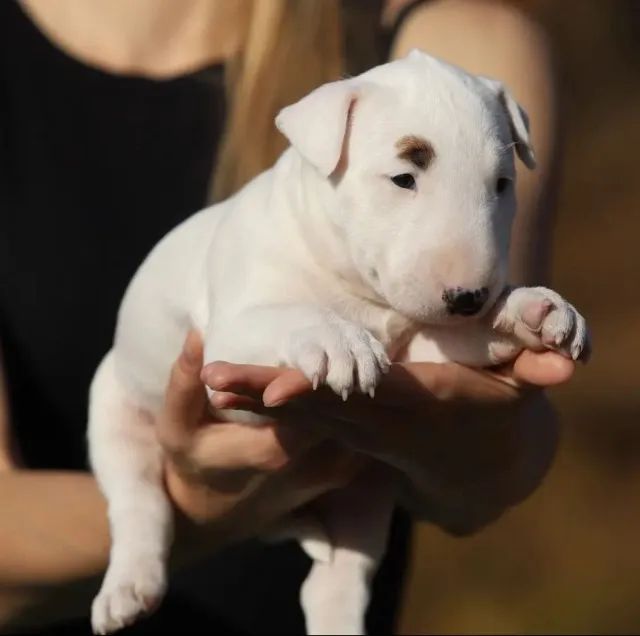 Bull Terrier filhote disponível.