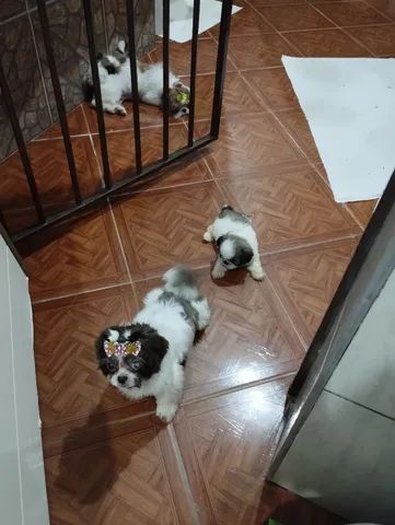 Shihtzu machinho 