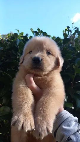 Golden Retriever bbs disponíveis 