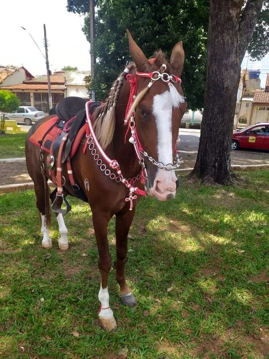 Garanhão Mangalarga Marchador