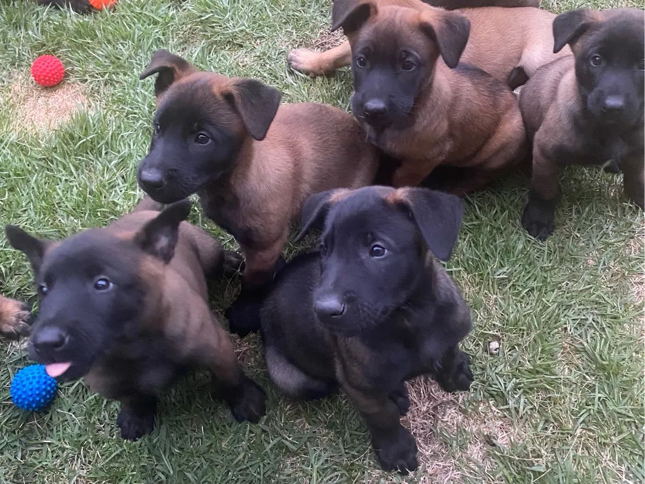 PASTOR BELGA MALINOIS - Foto 5