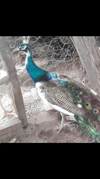 Ave ornamentais - Foto 3