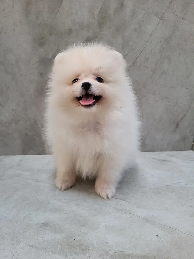 Lulu da pomerania baby face  +74 anúncios na OLX Brasil