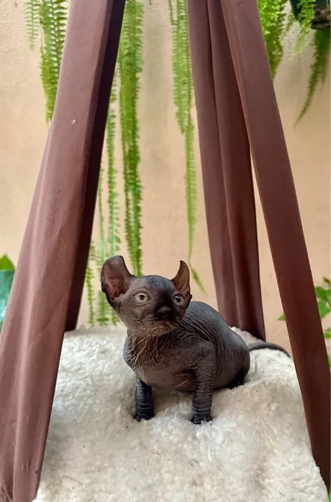 Fêmea Elf disponível @gatilgirotto - Foto 5