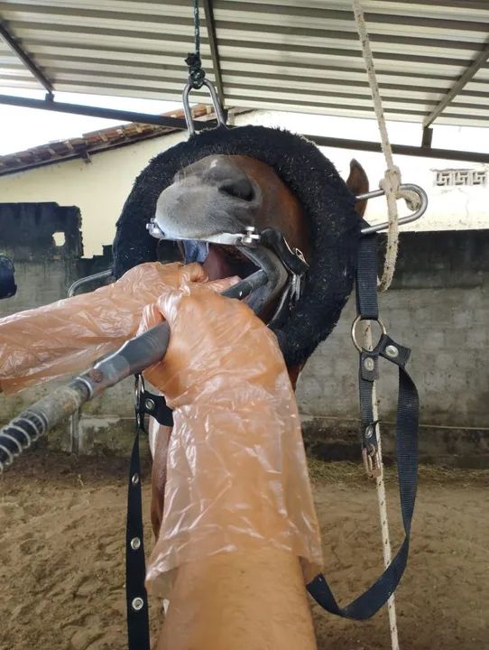 Cavalo de passada manso  - Foto 3