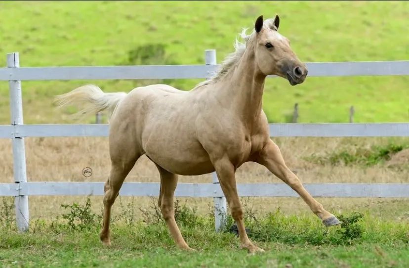 POTRA DESTINY STEEL X NAPOLEON SUS - Foto 3