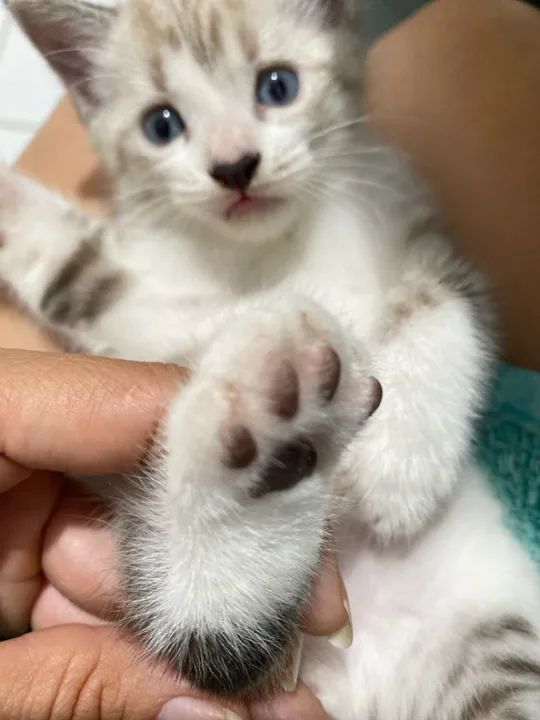 Doa-se gatinho macho 