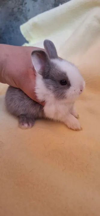  Mine Netherland dwarf  - Foto 2