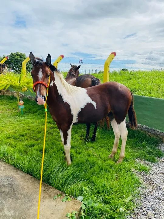 Potro - Filho de cavalo paint