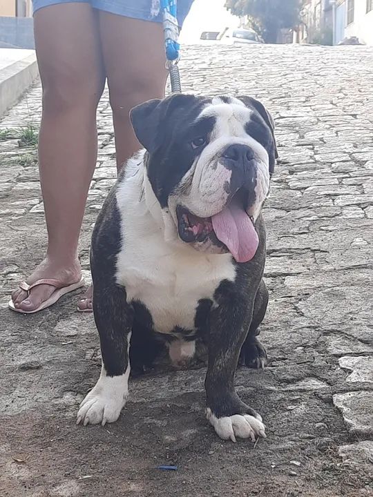 Bulldog 