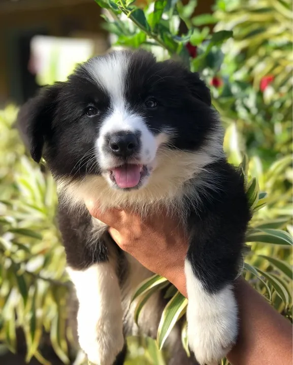 Filhotes Border Collie - Disponível