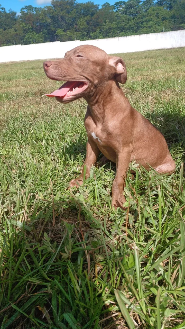 Filhote Pitbull