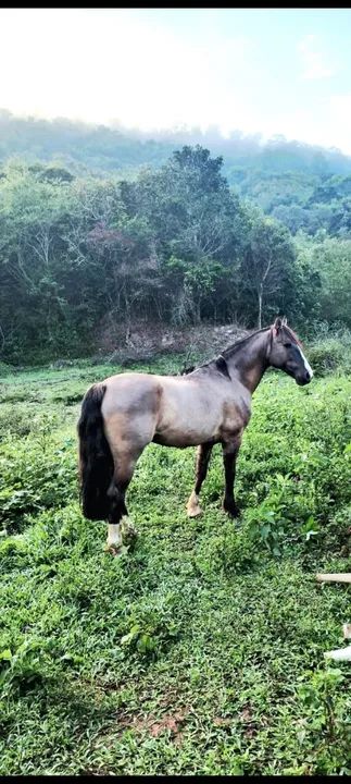 Cavalo crioulo  - Foto 2