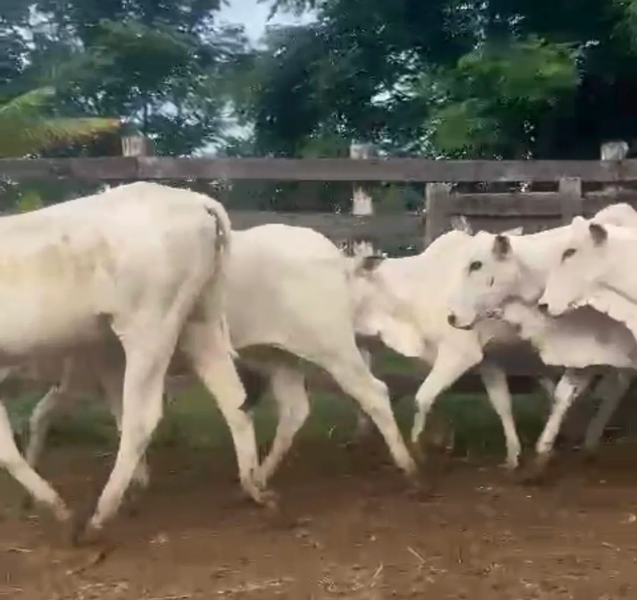 Novilhas Nelore Mocho PO 