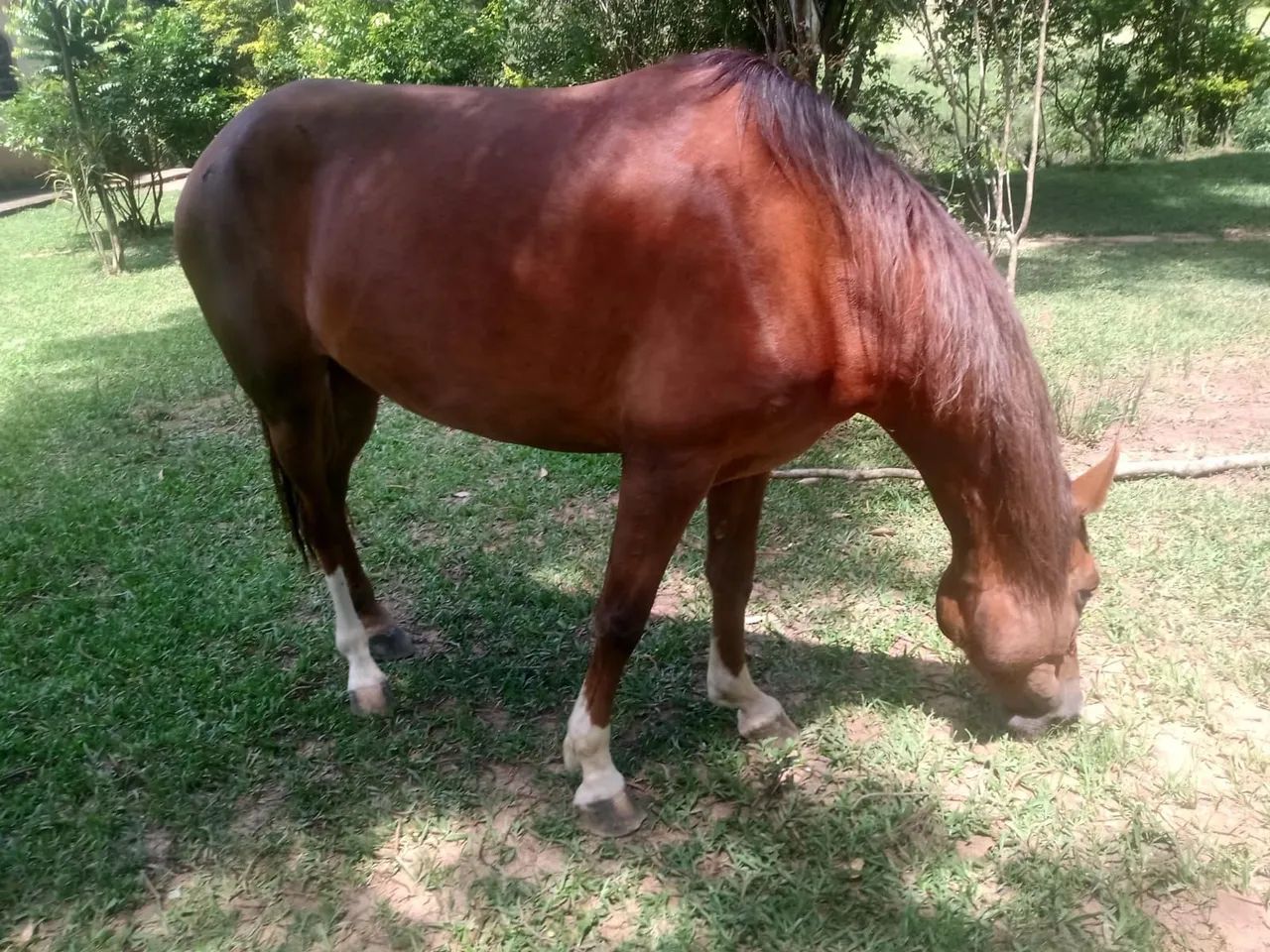 Égua Mangalarga - 9 anos - Foto 2