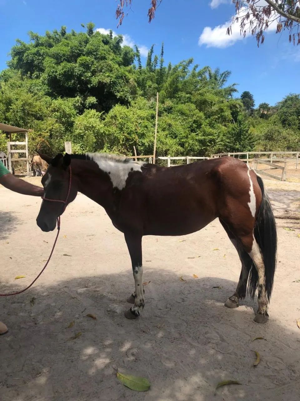 Égua pampa homozigota - Foto 3