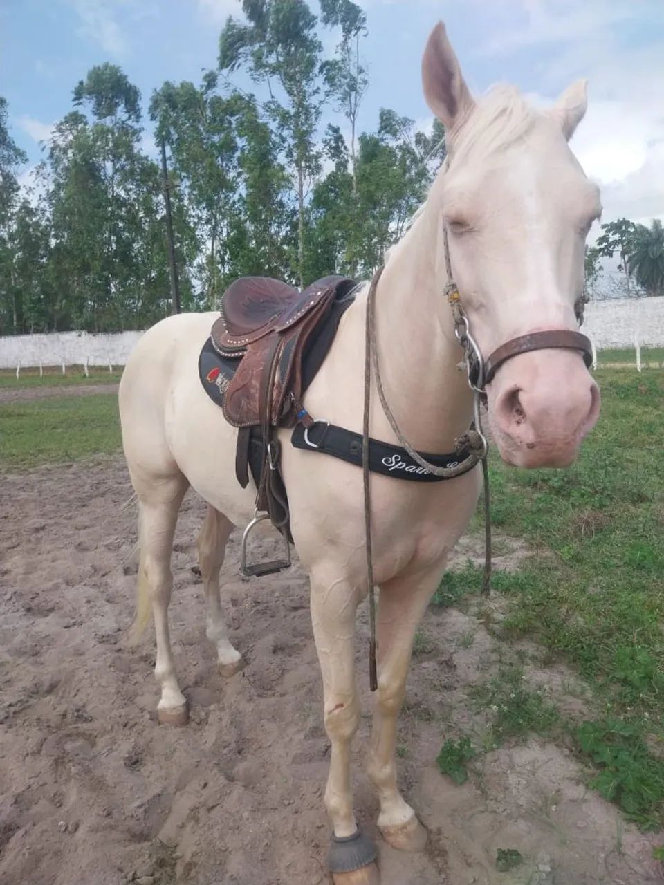 Quarto de Milha Esteira. - Foto 2