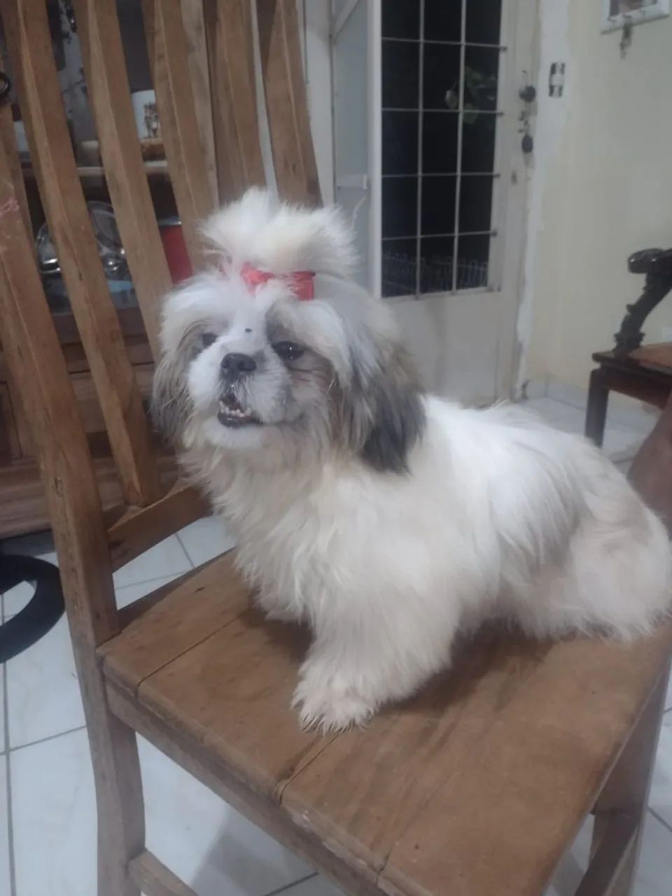 Shih Tzu Fêmea Adorável