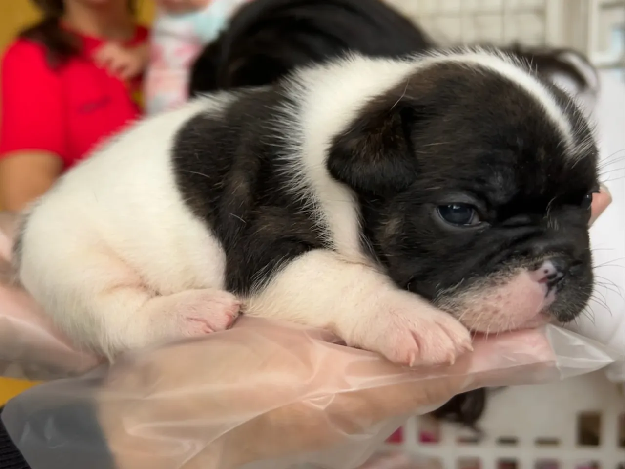 Filhotes de Bulldog Francês - 2 machos e 2 fêmeas
