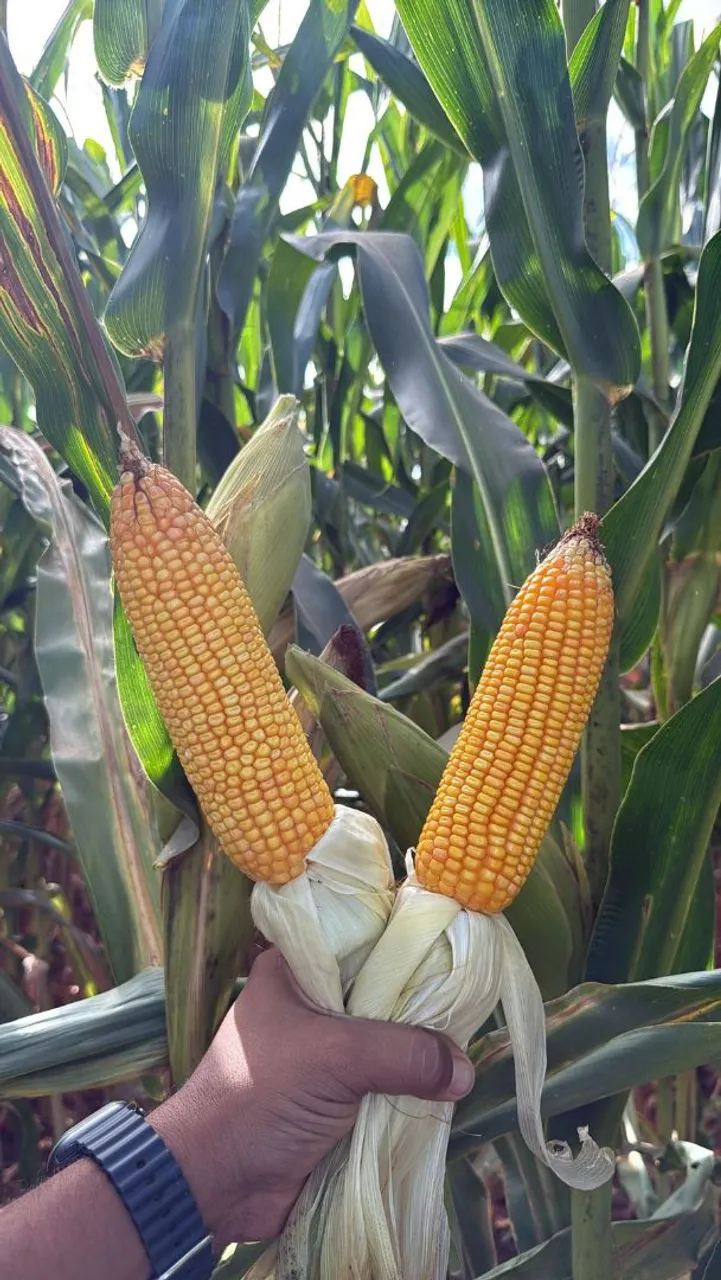 Silo de Milho com alta qualidade
