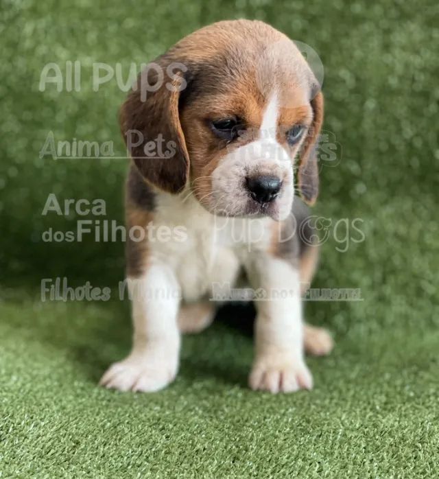 Beagle o filhote reservado e selecionado - garanta hoje   - Foto 3