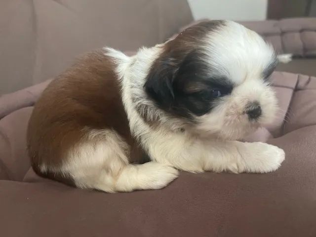 Filhotinho da raça Shih Tzu