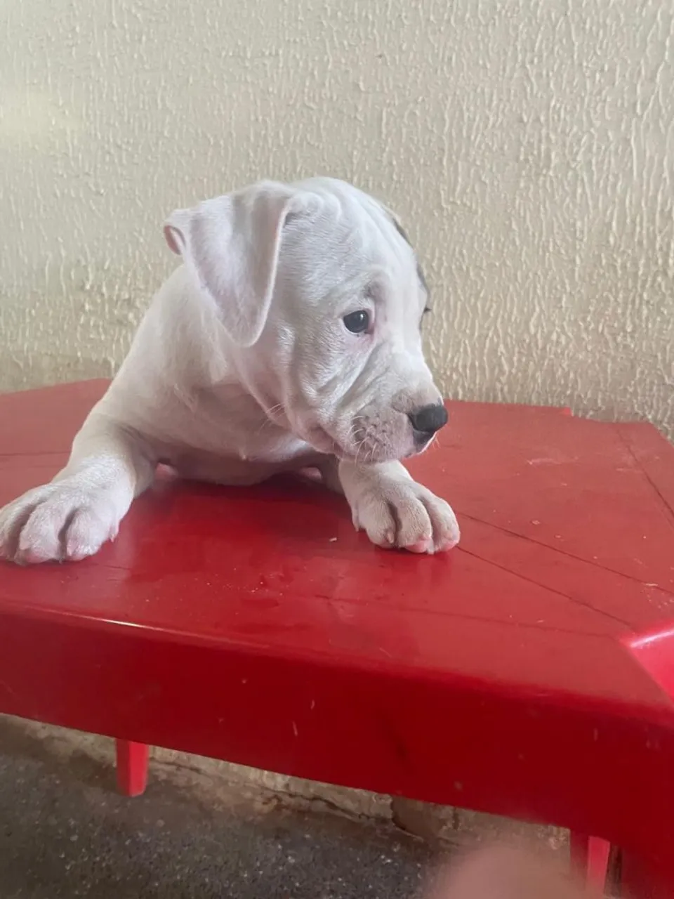 Pitbull filhote