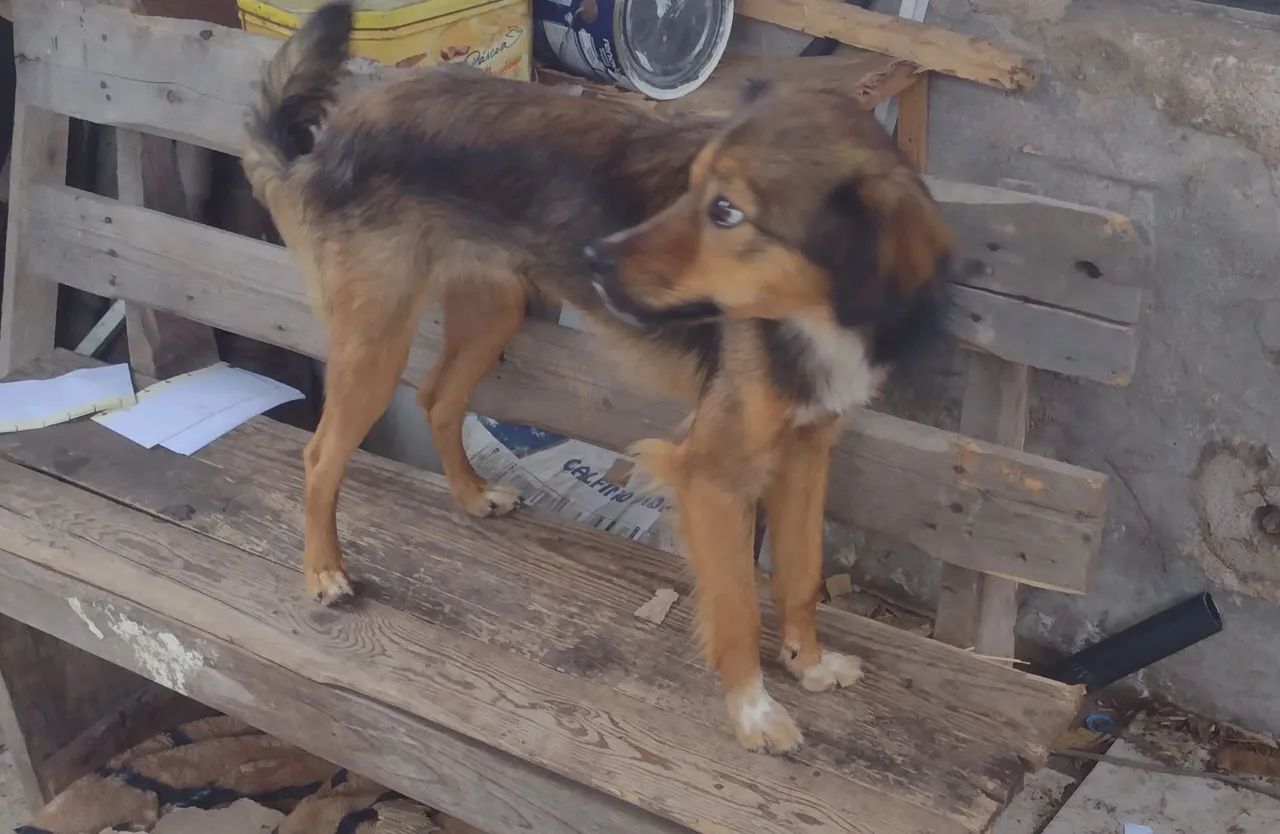 Cachorro disponível para adoção - Foto 2