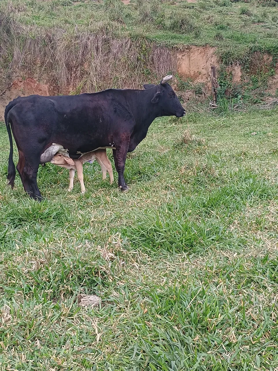 Vaca com bezerro