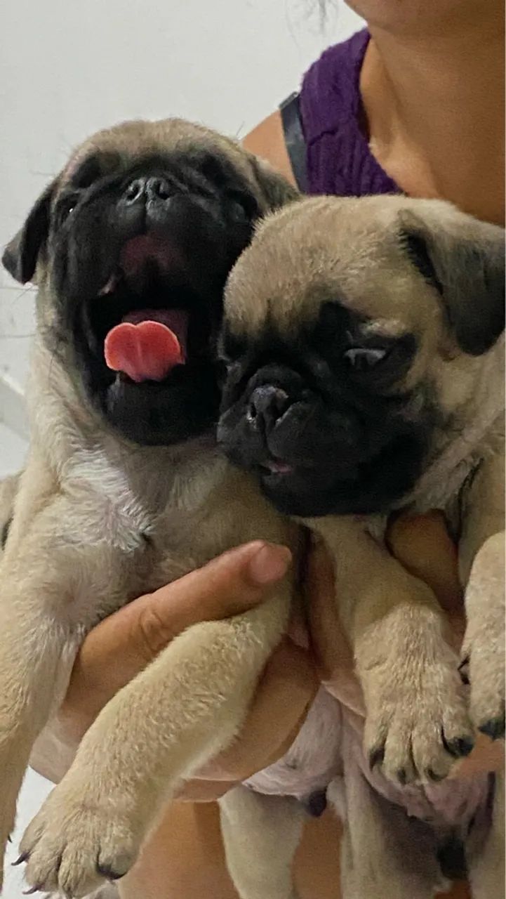 Raça pura Pug 