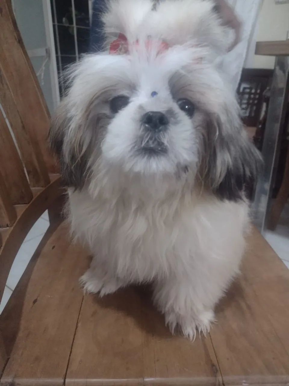 Shih Tzu Fêmea Adorável - Foto 5