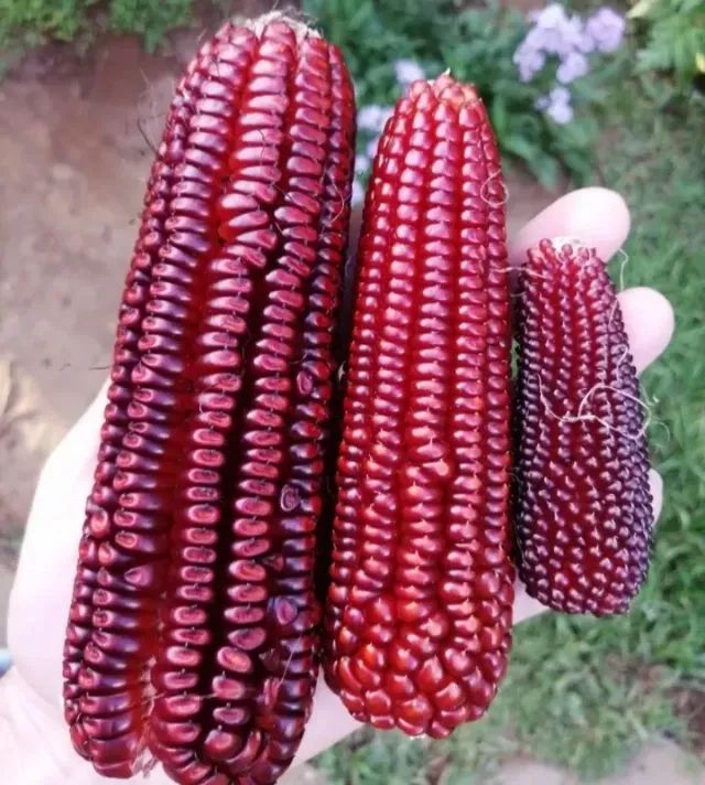 30 Sementes de Milho Vermelho Crioulo Para o Plantio / Sementes Raras - Foto 2
