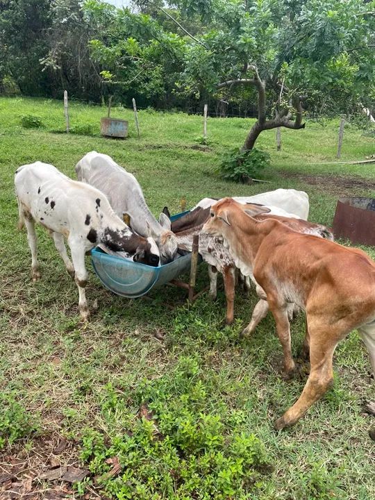 Bezerros de raça mestiça com Nelore - venda