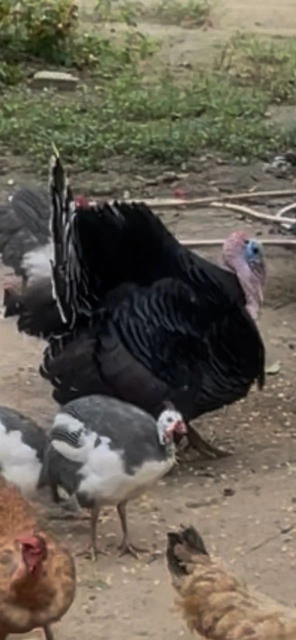 Peru Caipira - Foto 2