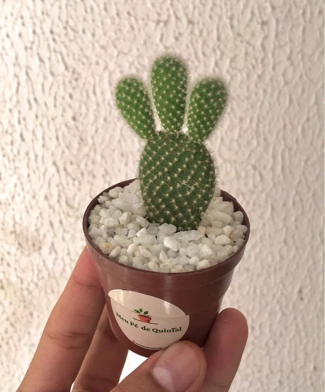 Cacto orelha-de-mickey